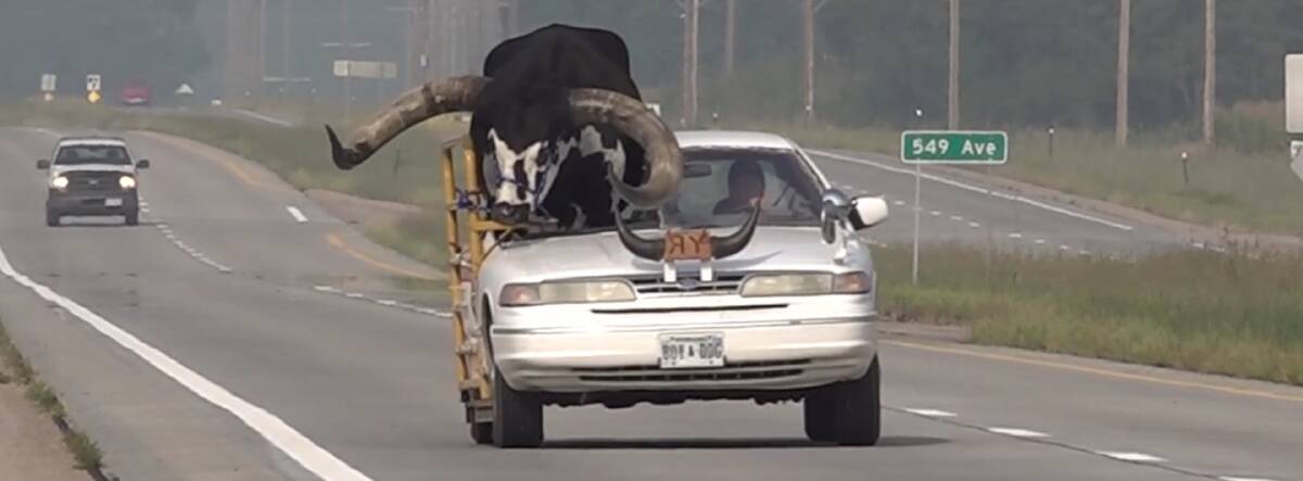 Police issued driver Lee Meyer with a warning and ordered him to leave the city, taking Howdy Doody the bull with him! Picture via Nebraska Northeast News.